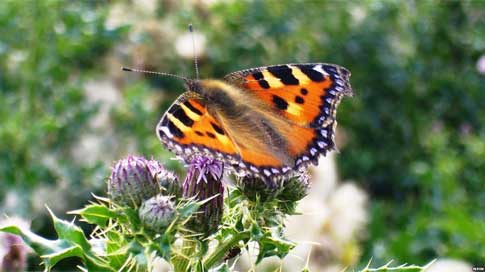 Mariposa de la ortiga