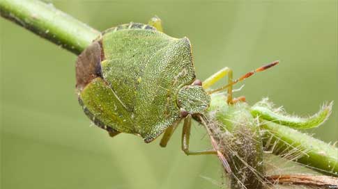 Chinche verde