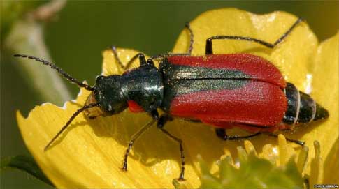 Escarabajo escarlata