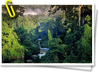 Selva de Borneo