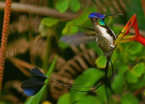 Colibrí maravilloso