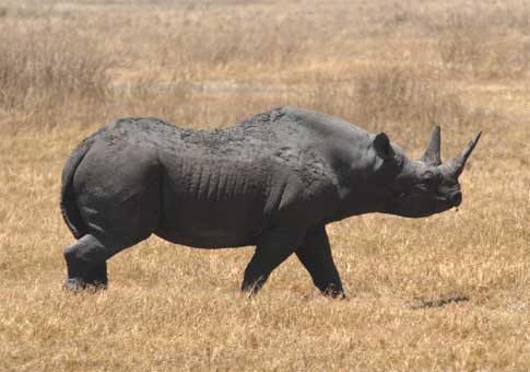 Rinoceronte negro, extinguido en el noroeste de África