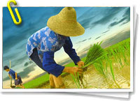 Cultivo de arroz