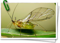 Fotosíntesis en insectos