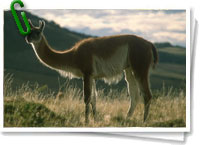 Guanaco