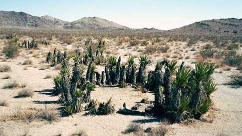 Yuca de Mojave