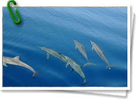 Grupo de delfines