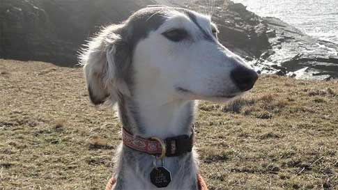 El raro Saluki