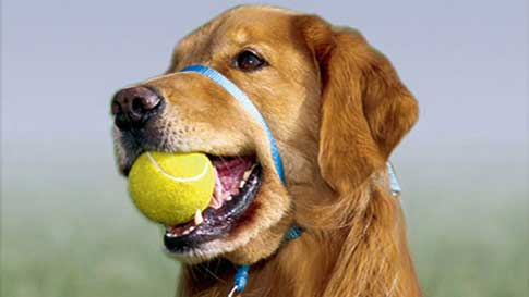 Jugando con la pelota