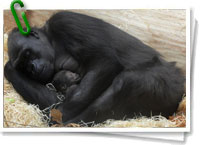Gorila y su cría durmiendo