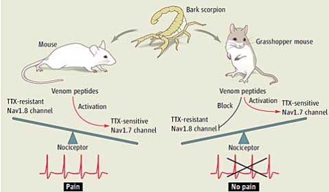 Esquema de la reacción al veneno de ratones comunes y ratones saltamontes