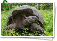 Tortuga gigante de las Galápagos