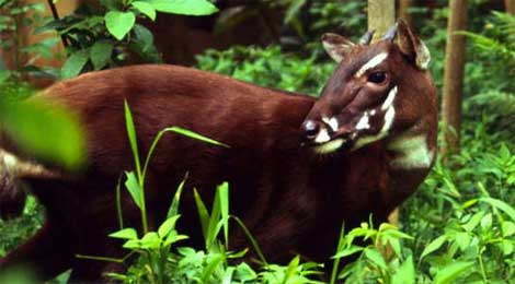 Saola