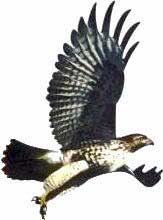 águila