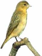 pájaro