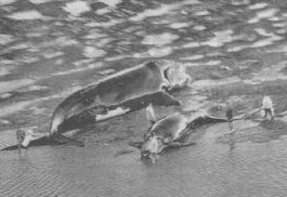 ballenas varadas en península Valdéz.