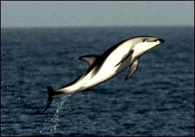 acrobacia. los delfines marcan el territorio donde encuentran cardumenes, para luego dividirse el alimento. 