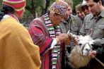 Miembros de la Confederación Tawantinsuyu marcan a los camélidos con lanas de colores en la oreja