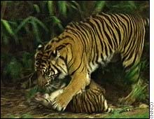 Algunas especies de tigre enfrentarían la extinción 