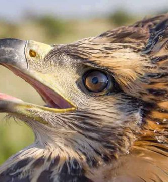 Águila coronada (Harpyhaliaetus coronatus)