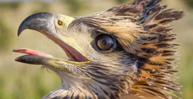 Águila coronada (Harpyhaliaetus coronatus)