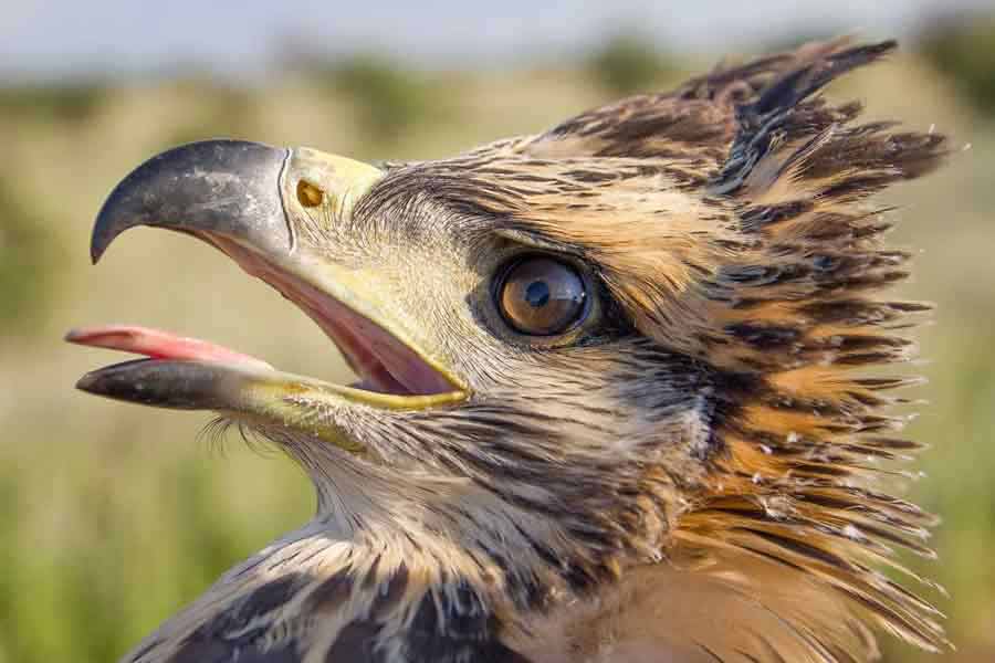 Águila coronada (Harpyhaliaetus coronatus)
