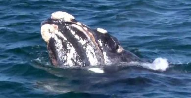 Ballena franca austral