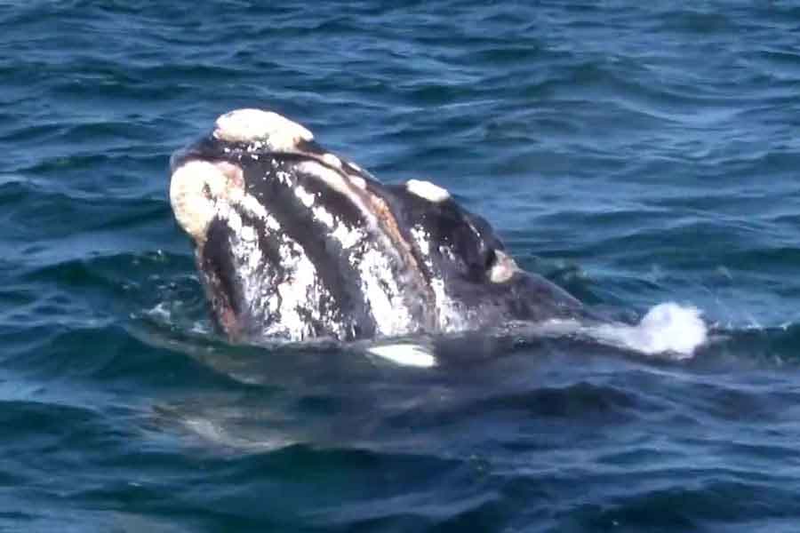 Ballena franca austral