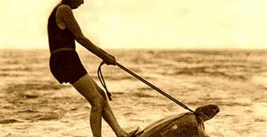 Carreras sobre tortugas - 1930 - Australia