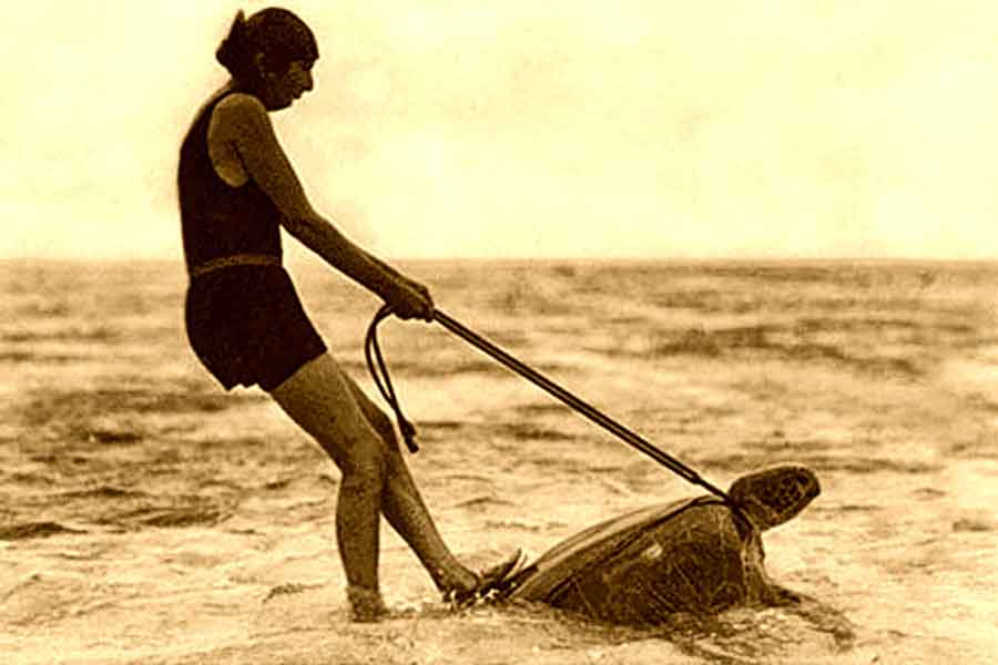 Carreras sobre tortugas - 1930 - Australia