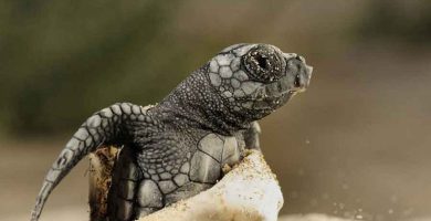 Nacimiento de una tortuga marina