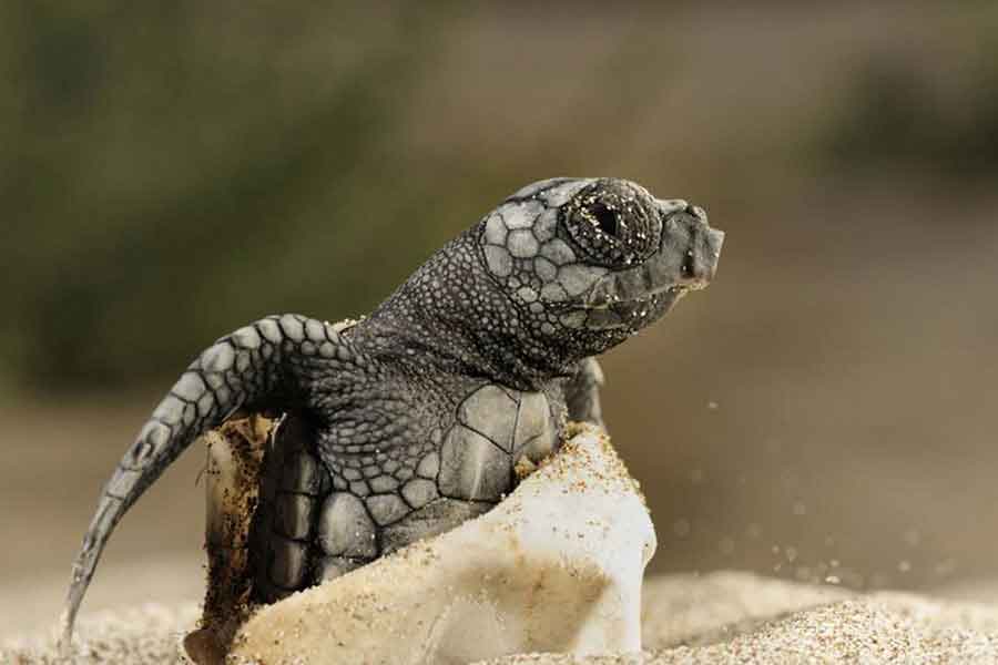 Nacimiento de una tortuga marina