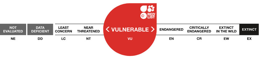 U.I.CN. - Vulnerable