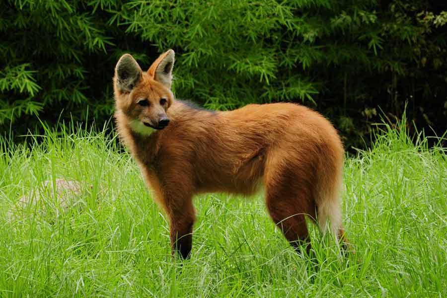 Aguará guazú (Chrysocyon brachyurus)