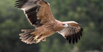 Águila imperial ibérica (Aquila adalberti)