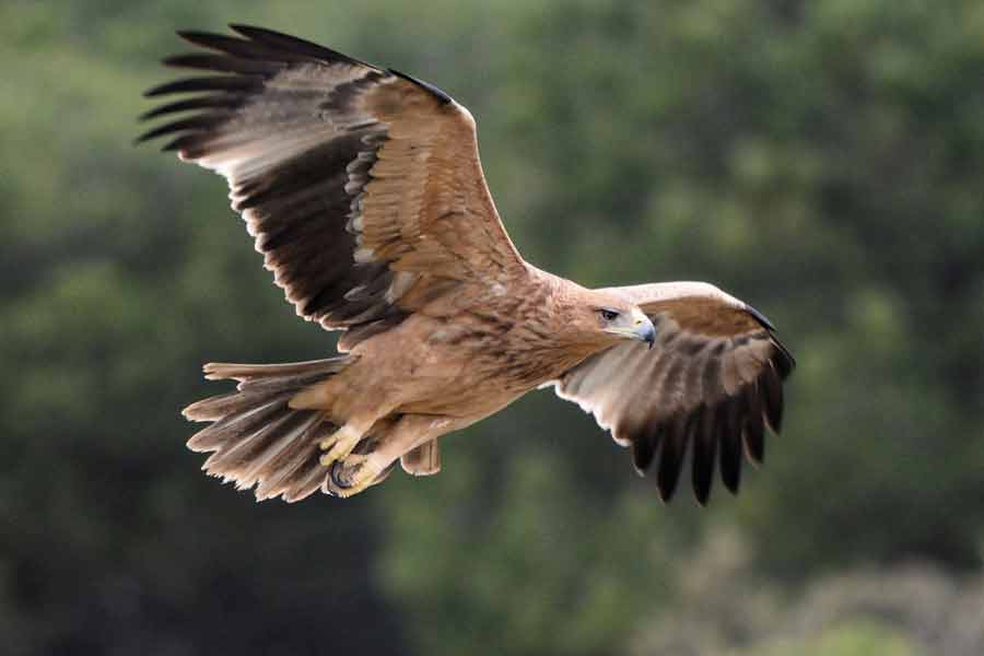 Águila imperial ibérica (Aquila adalberti)