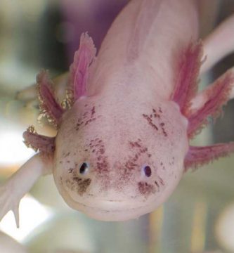 Ajolote (Ambystoma mexicanum)