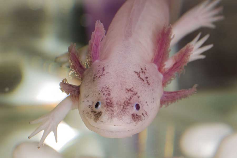 Ajolote (Ambystoma mexicanum)