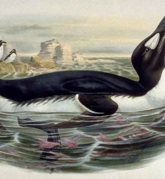 Alca gigante (Pinguinus impennis)