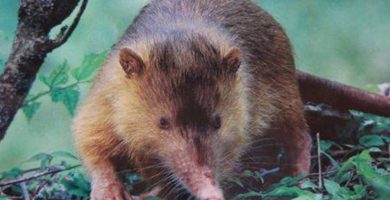 Almiqui (Solenodon cubanus)