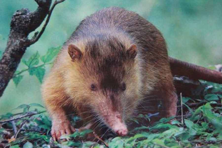 Almiqui (Solenodon cubanus)