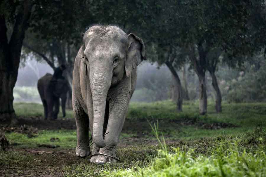 Elefante