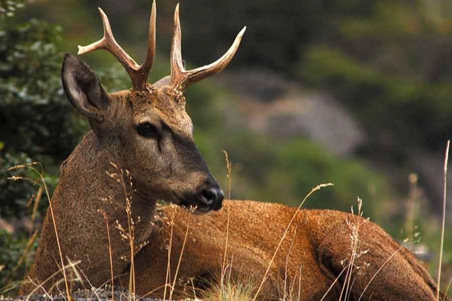 Huemul