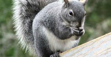 Ardilla gris (Sciurus aureogaster)