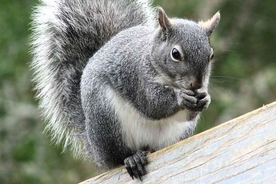 Ardilla gris (Sciurus aureogaster)