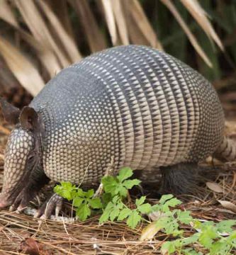 Armadillo (Cabassous centralis)