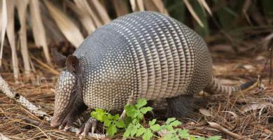 Armadillo (Cabassous centralis)