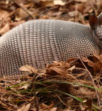 Armadillo gigante (Priodontes maximus)