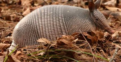 Armadillo gigante (Priodontes maximus)