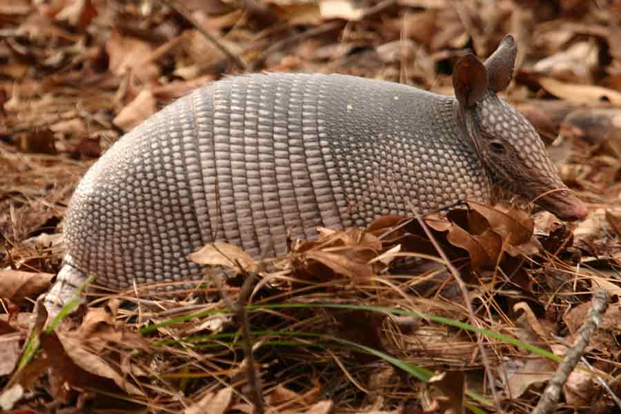 Armadillo gigante (Priodontes maximus)